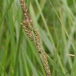 Carex hartmaniorum Elinympäristö