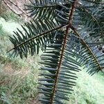 Abies homolepis Leaf