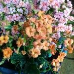 Kalanchoe blossfeldiana花