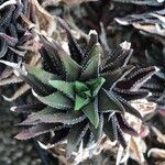 Haworthia attenuata পাতা