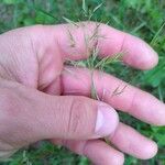 Calamagrostis arundinacea 花