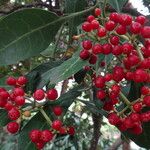 Psychotria capensis Leaf