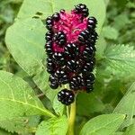 Phytolacca acinosa Fruit