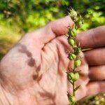 Lobelia inflata Fruit