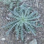 Cirsium undulatum Habit