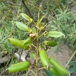 Crotalaria micans Fruit