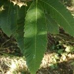 Castanea sativa Лист