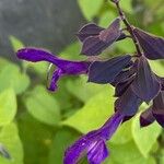 Salvia guaraniticaKukka