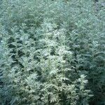 Artemisia pontica Natur