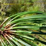 Pinus hartwegii Лист