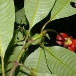 Psychotria elata Цвят