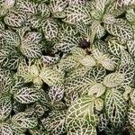 Fittonia albivenis Blad