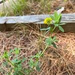 Trifolium aureumCvet