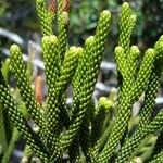 Dacrydium araucarioides Celota