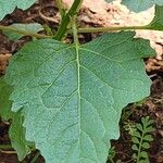 Nicandra physalodes Leaf