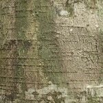 Licania densiflora Bark