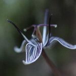 Scoliopus bigelovii Квітка
