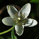 Parnassia glauca 花