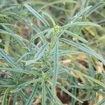 Heliotropium longiflorum पत्ता