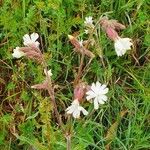 Silene latifoliaFlower