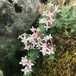 Asperula arcadiensis Floare