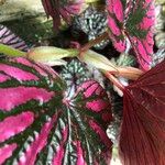 Begonia brevirimosa Habit