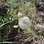 Tragopogon dubiusFloro