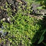 Stellaria apetala Blad