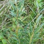 Salix rosmarinifolia Blatt