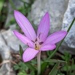 Colchicum cupanii ফুল