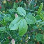 Caragana sinica Leaf