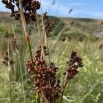 Juncus acutus Flower