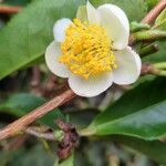 Camellia sinensis Flor