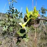 Mandevilla antennacea Цвят