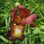 Iris petrana Kvet