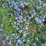 Ceanothus thyrsiflorus Habit
