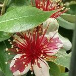 Feijoa sellowiana Blüte