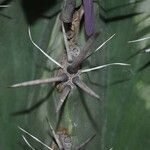 Ferocactus herrerae Foglia
