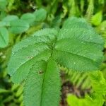 Sanguisorba canadensis Lehti