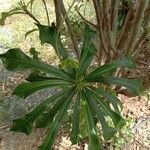 Plumeria pudica Feuille