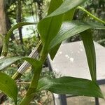 Dendrobium crumenatum Blatt