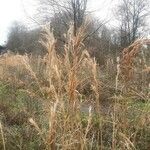 Andropogon bicornis Habit