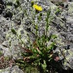 Hieracium amplexicaule Habitus
