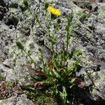 Hieracium amplexicaule Natur