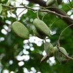 Pongamia pinnata Frucht