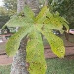 Cecropia peltata পাতা