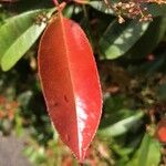 Photinia serratifolia Blad