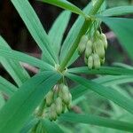 Polygonatum verticillatum Flower