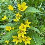 Lysimachia punctataപുഷ്പം