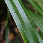 Carex pendula Leaf